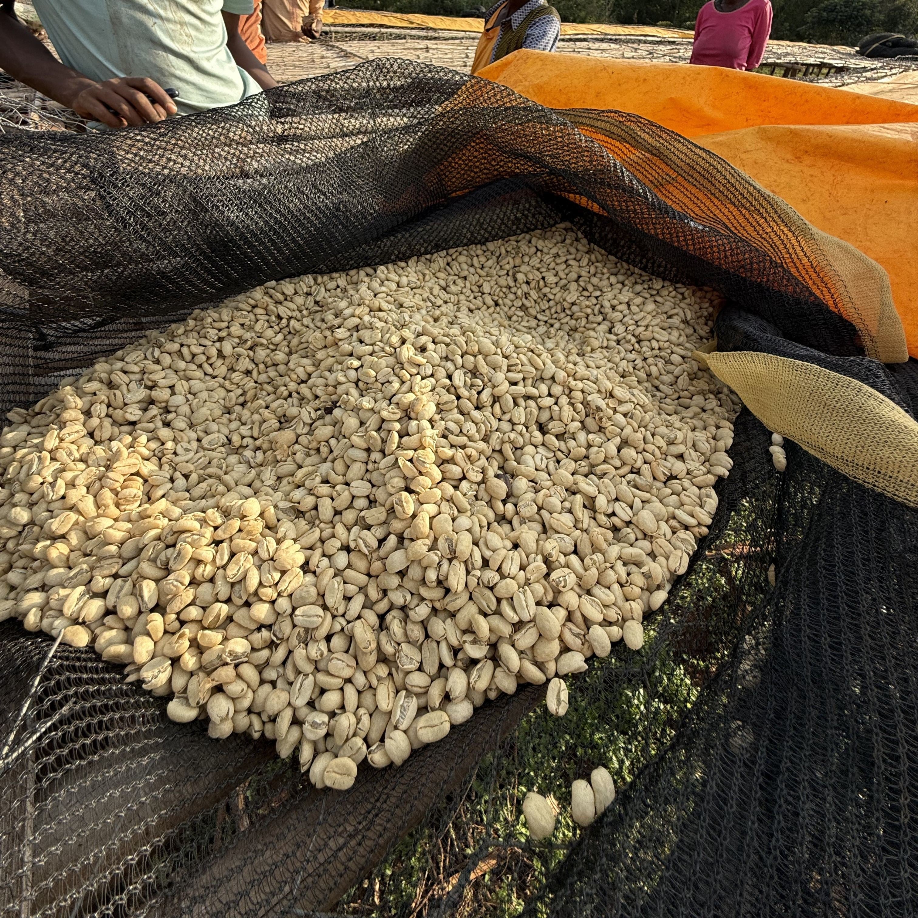 エチオピア Gotiti Reku  Heirloom Washed