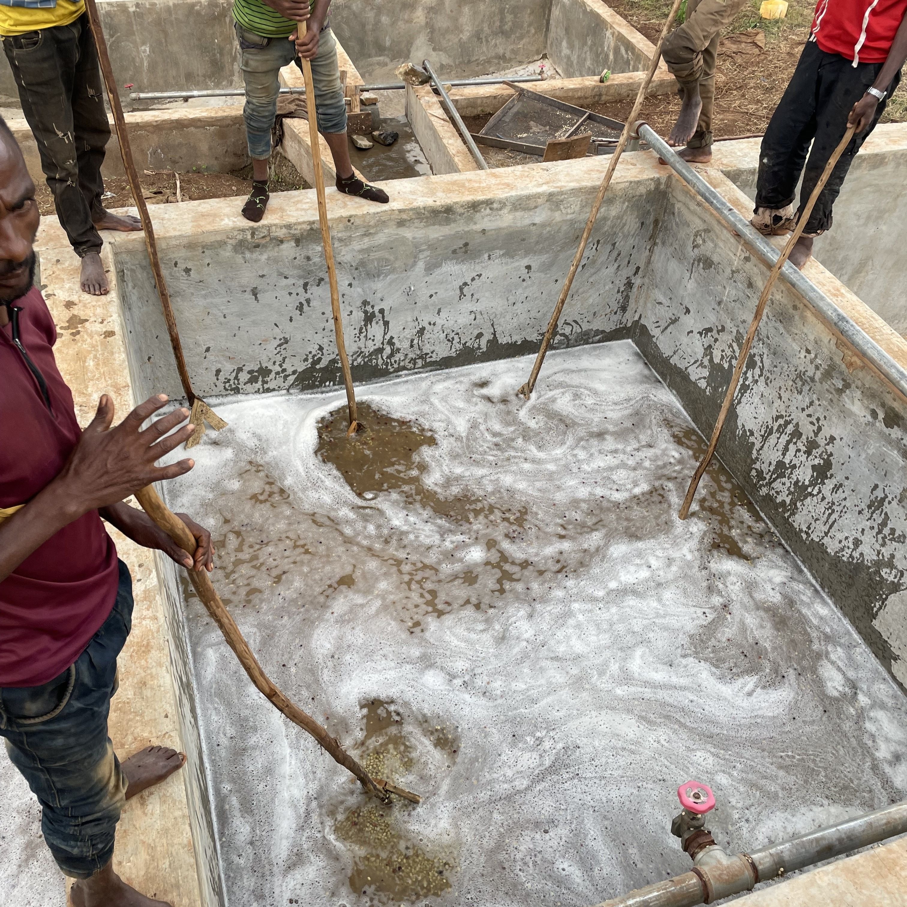 エチオピア Gotiti Reku  Heirloom Washed