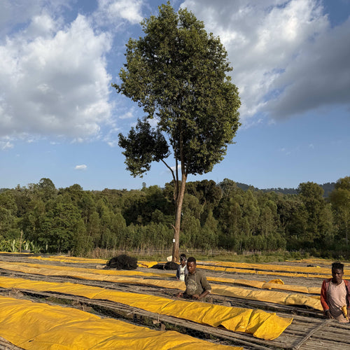 エチオピア Gotiti Reku  Heirloom Washed