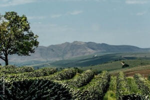 COE#1 Fazenda Aracaçu Brazil 2025