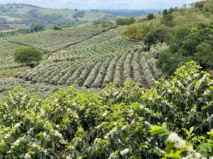 COE#1 Fazenda Aracaçu Brazil 2025