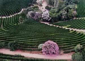 COE#1 Fazenda Aracaçu Brazil 2025
