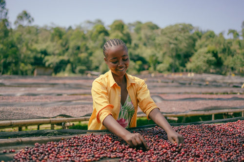 エチオピア Syakiso Guji Jigesa Heirloom Natural