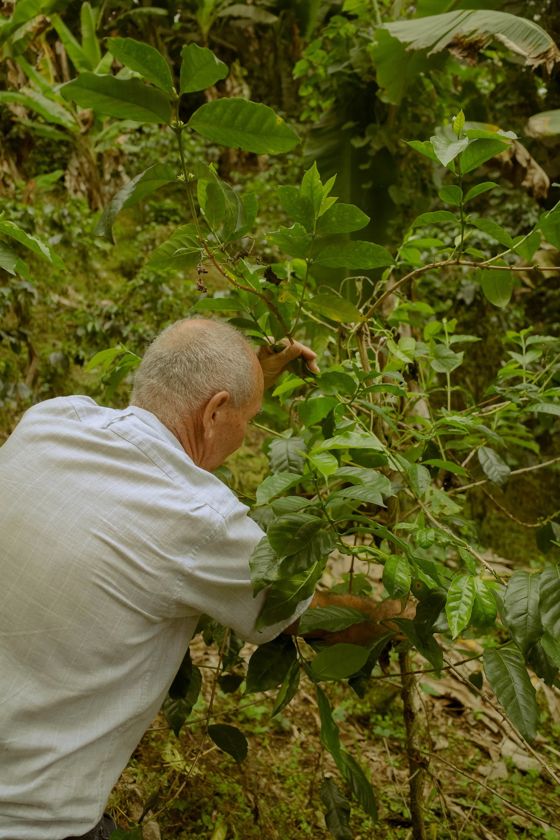 コロンビア Finca Lusitania