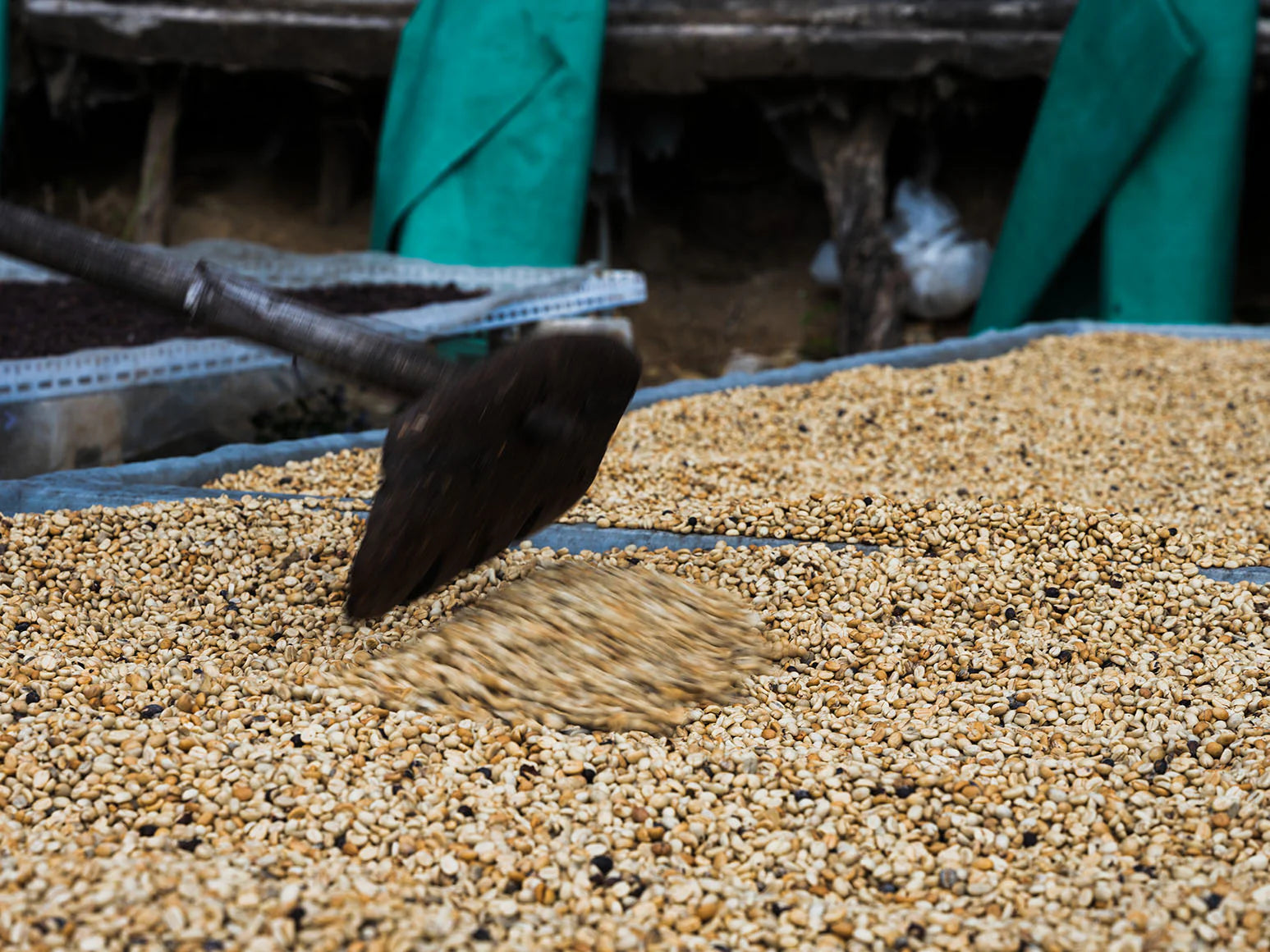 中国 PUER Catimor, Typica Dry Fermentation Washed