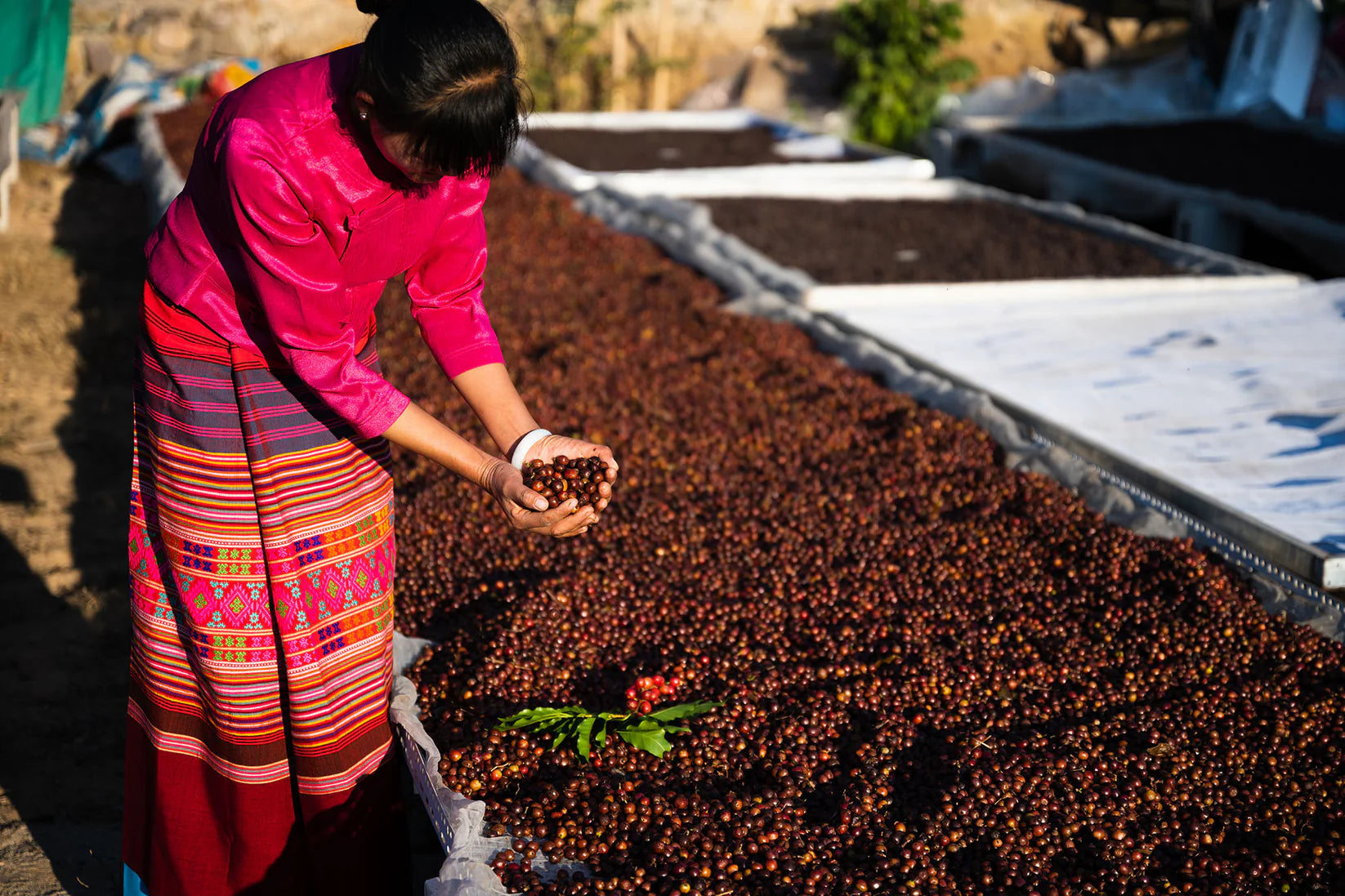 中国 PUER Catimor, Typica Dry Fermentation Washed